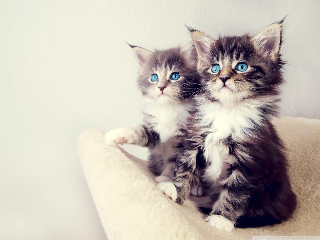 Cute Kittens Wallpapers For Mobile Wallpaper Cave