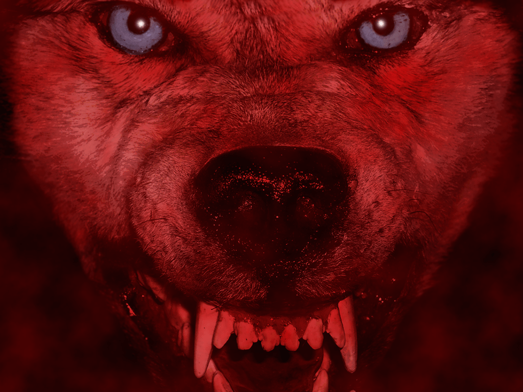 Red Wolf Wallpapers Wallpaper Cave