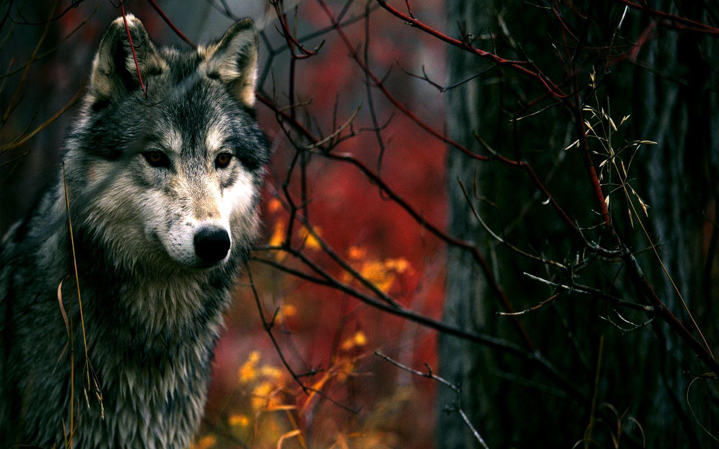 Red Wolf Wallpapers Wallpaper Cave