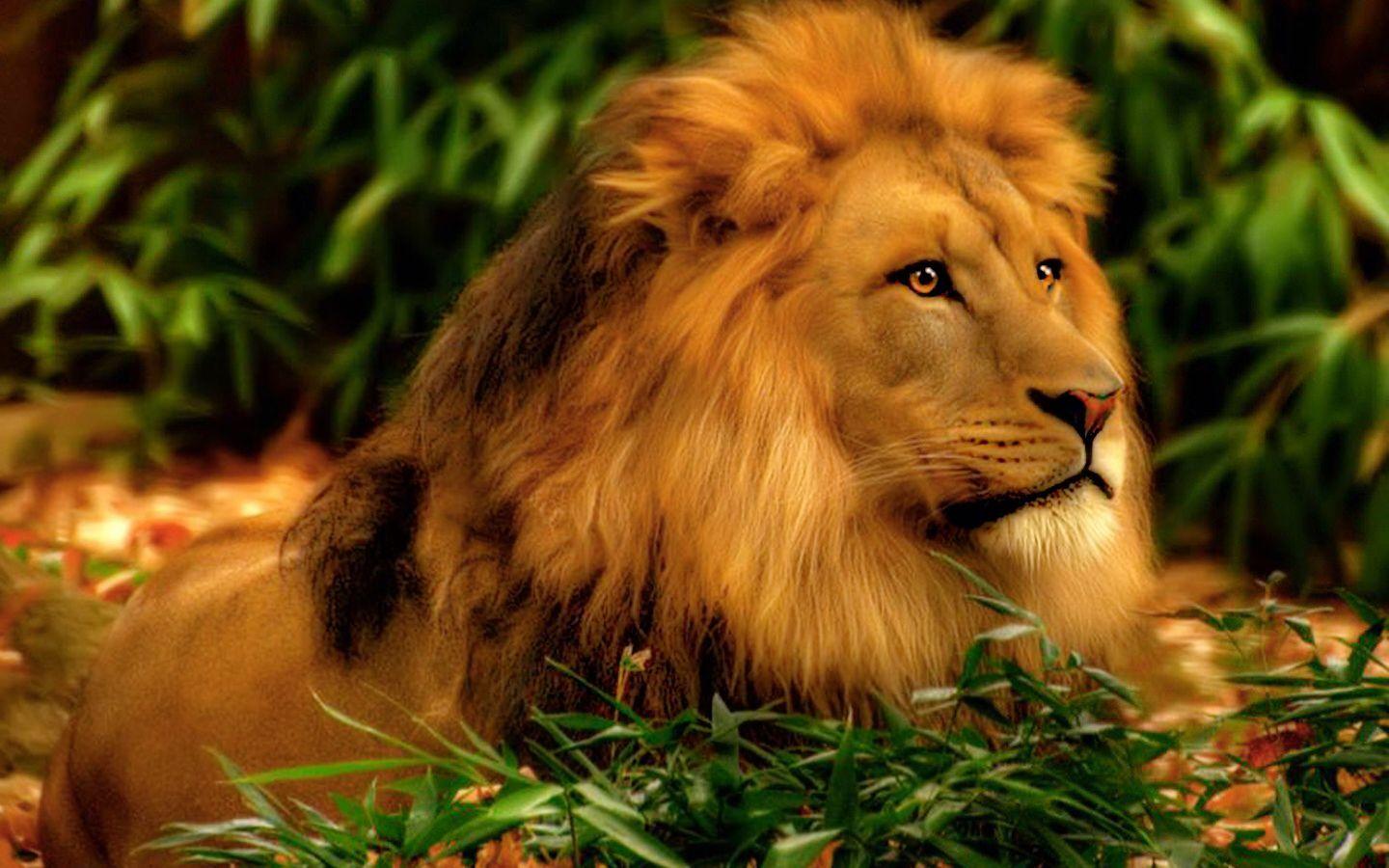 Wallpapers Singa 3D Wallpaper Cave