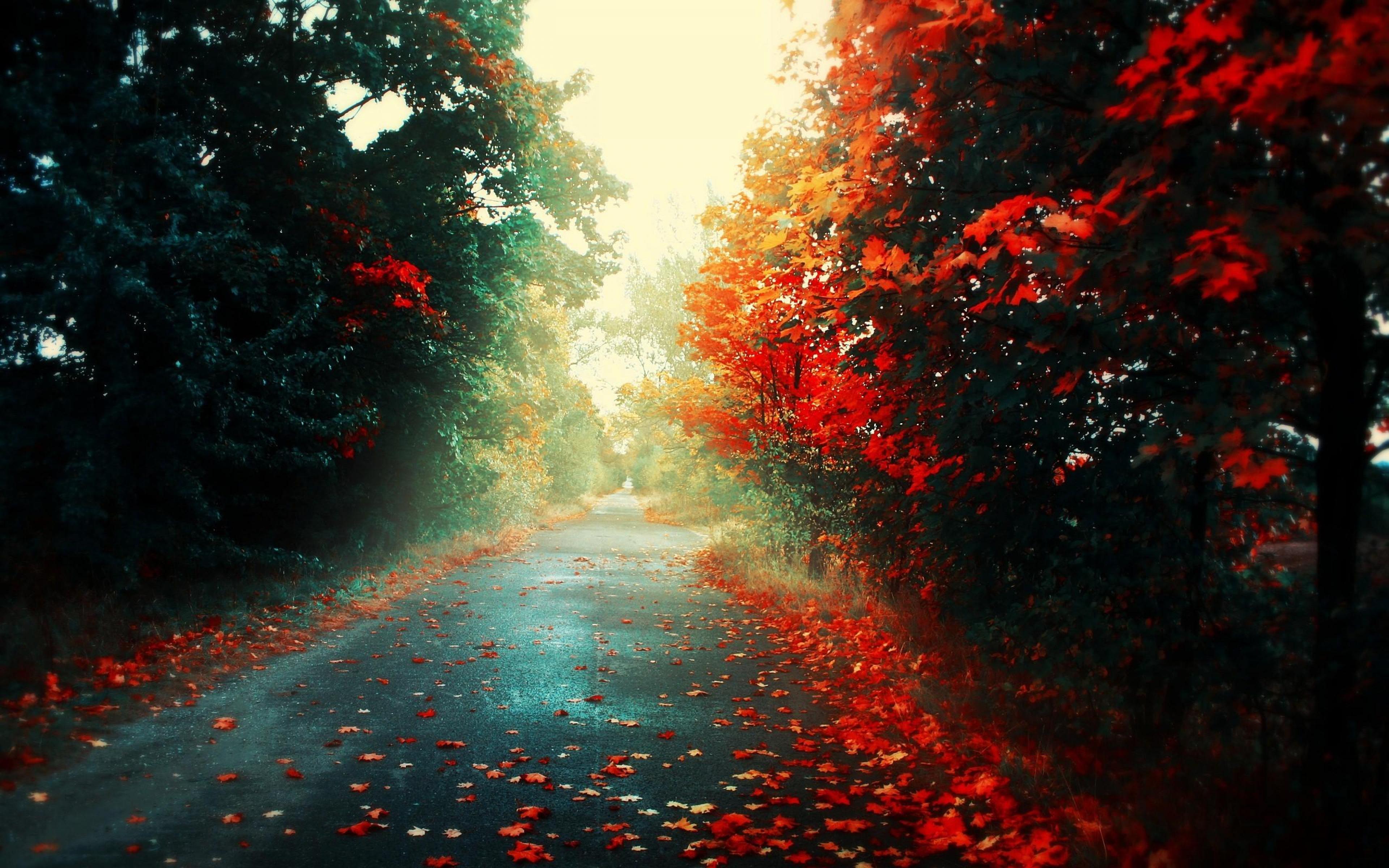 Vibrant Nature Wallpaper