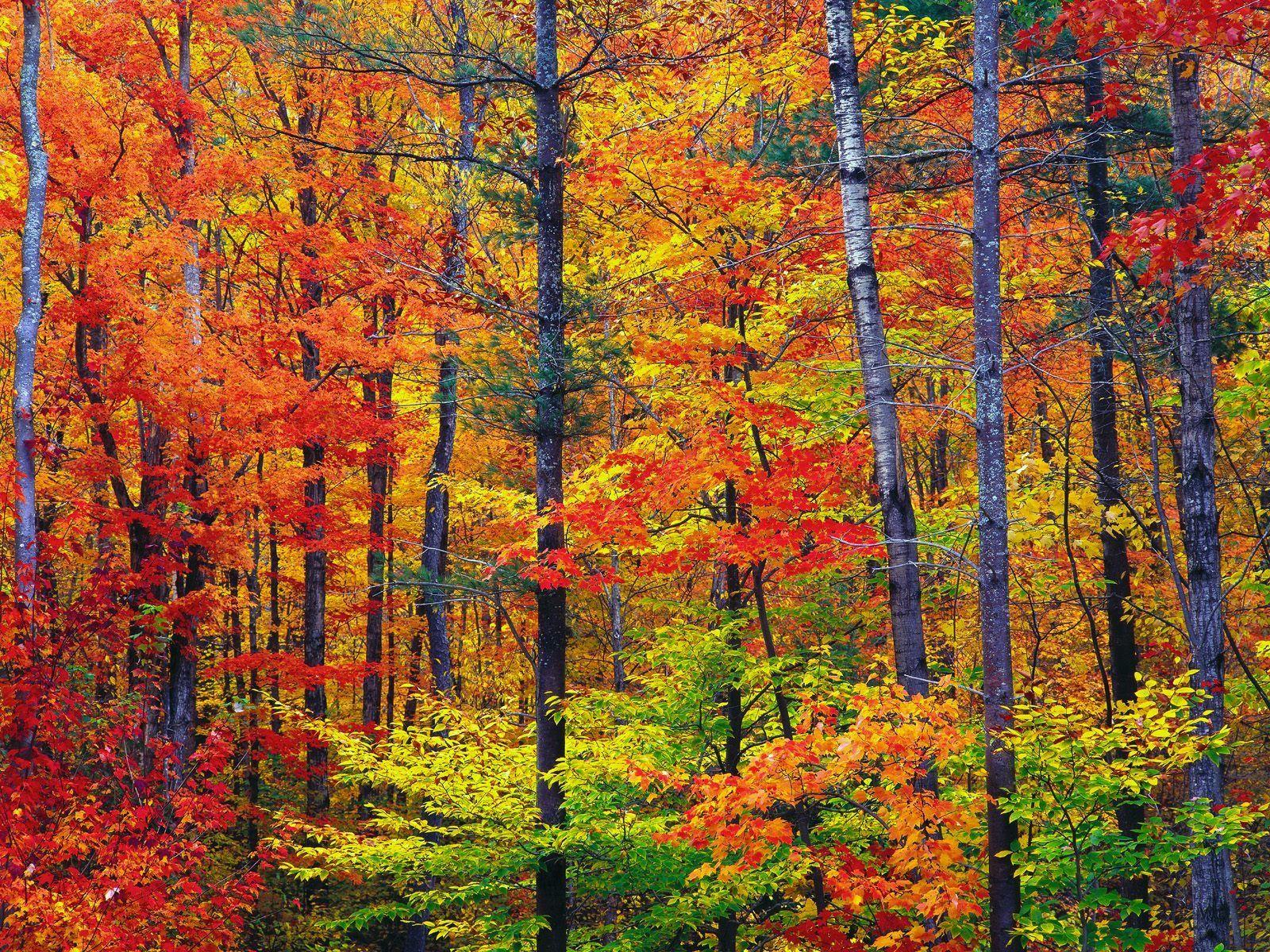 Vibrant Wallpapers Wallpaper Cave