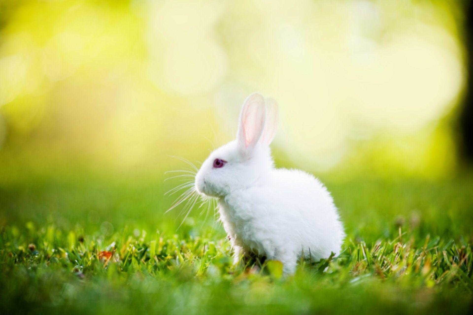 Cute White Baby Rabbit Wallpapers Wallpaper Cave