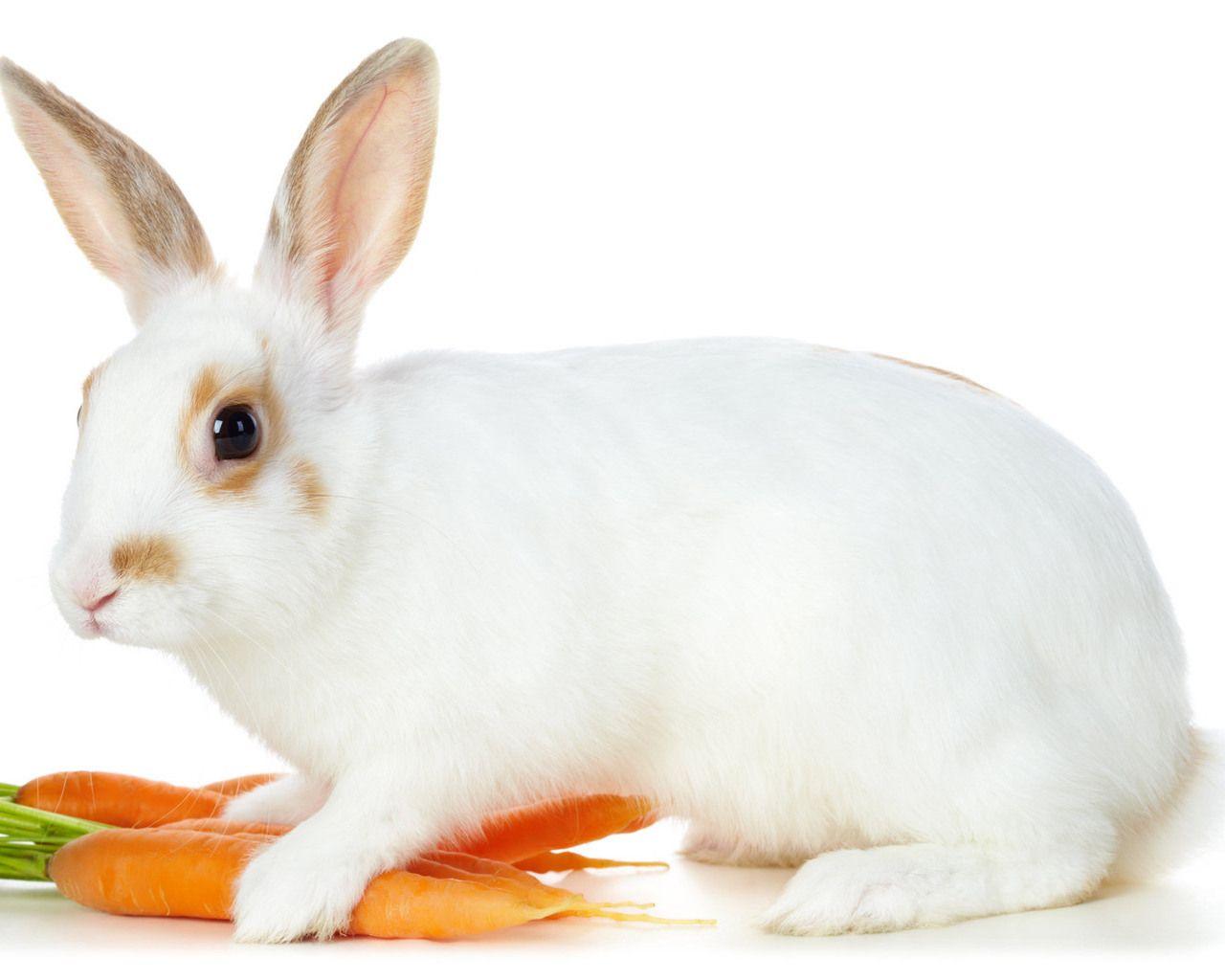 Cute White Baby Rabbit Wallpapers Wallpaper Cave