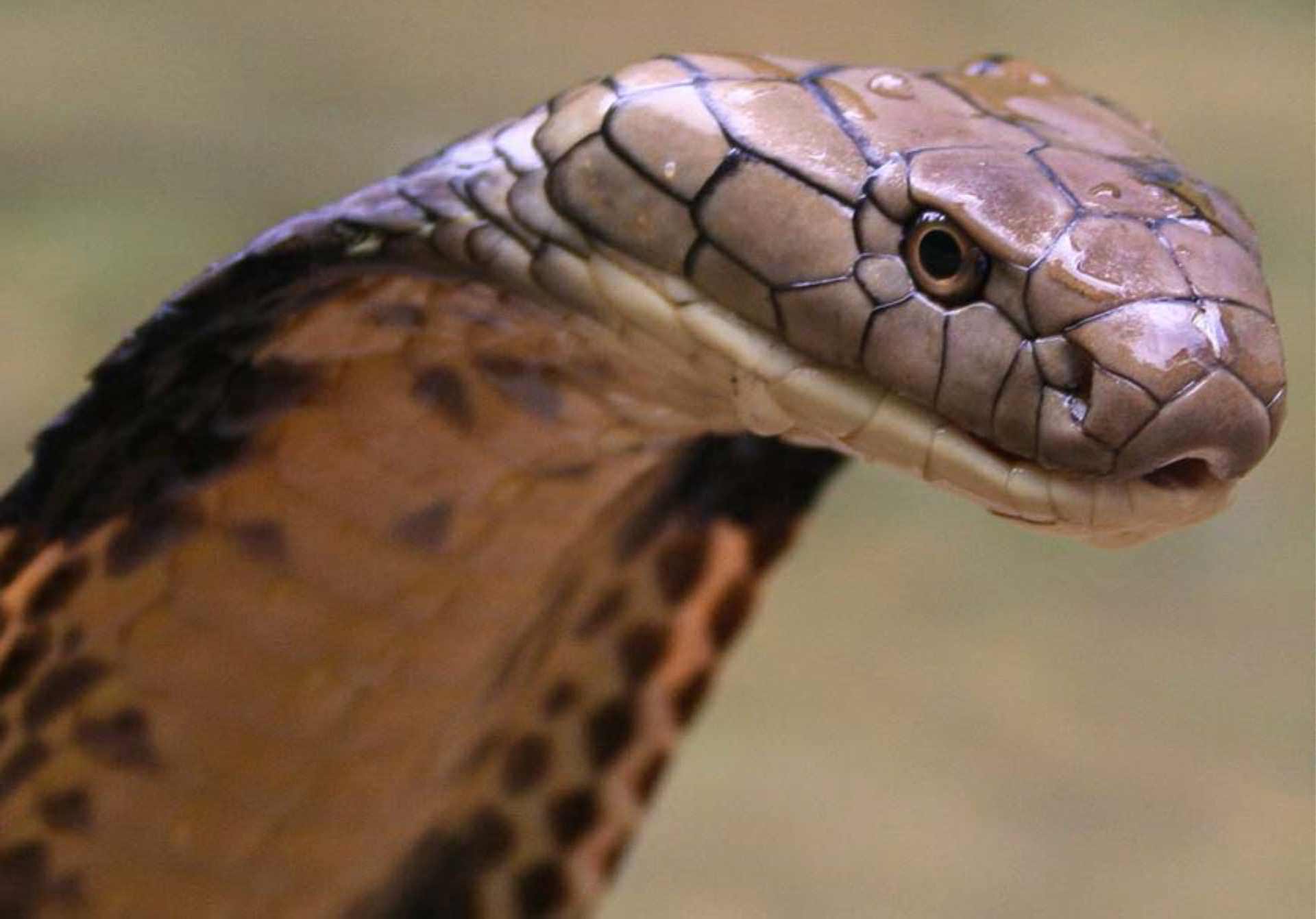 King Cobra Snake Wallpapers HD Wallpaper Cave