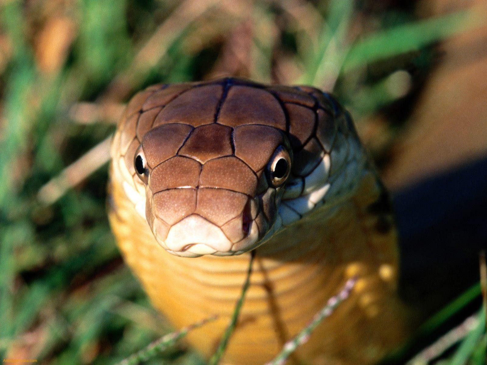 Snake King Cobra HD Wallpapers Wallpaper Cave