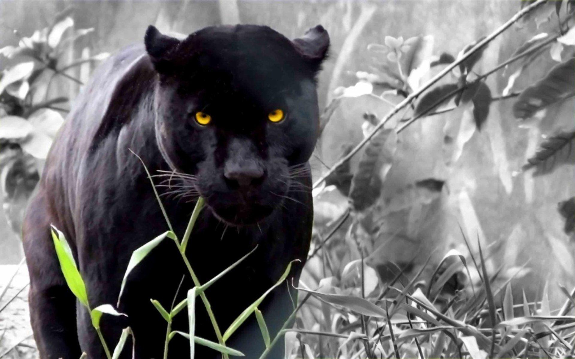 Schwarzer Puma Bilder Malvorlagen Gratis