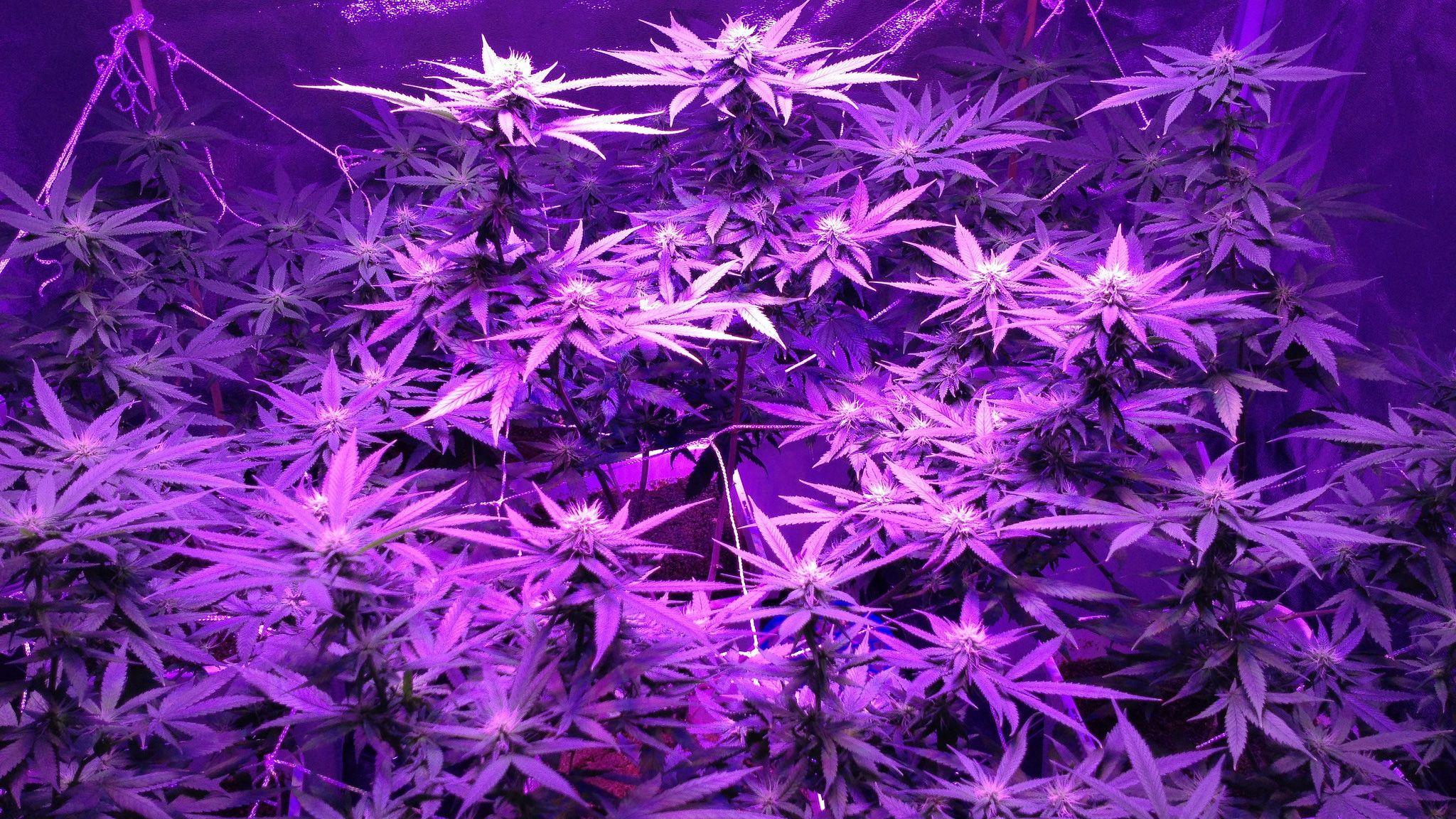Purple Weed Wallpapers Wallpaper Cave