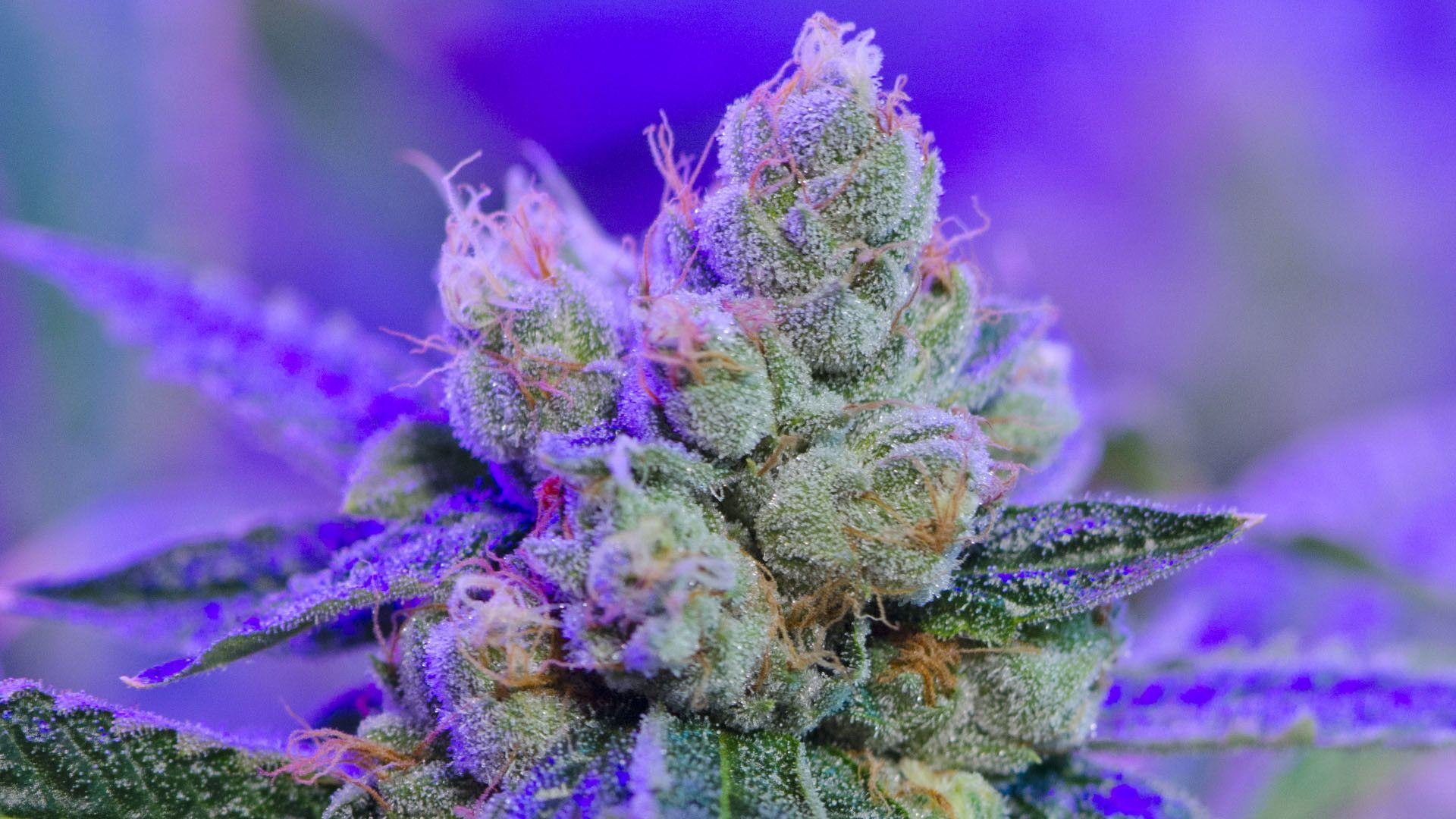 Purple Kush Wallpapers Smoke Wallpaper Cave