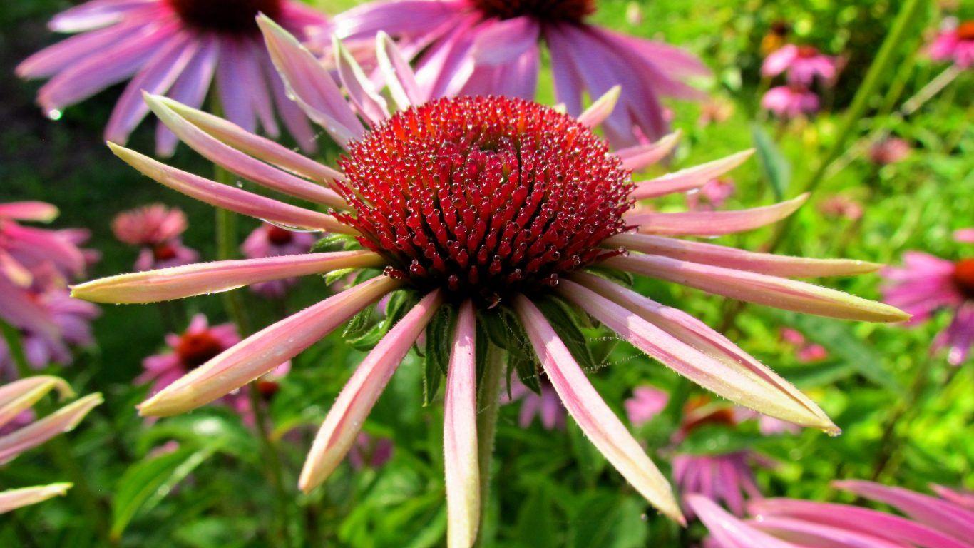 Flowers Wallpapers For Desktop Full Size Wallpaper Cave