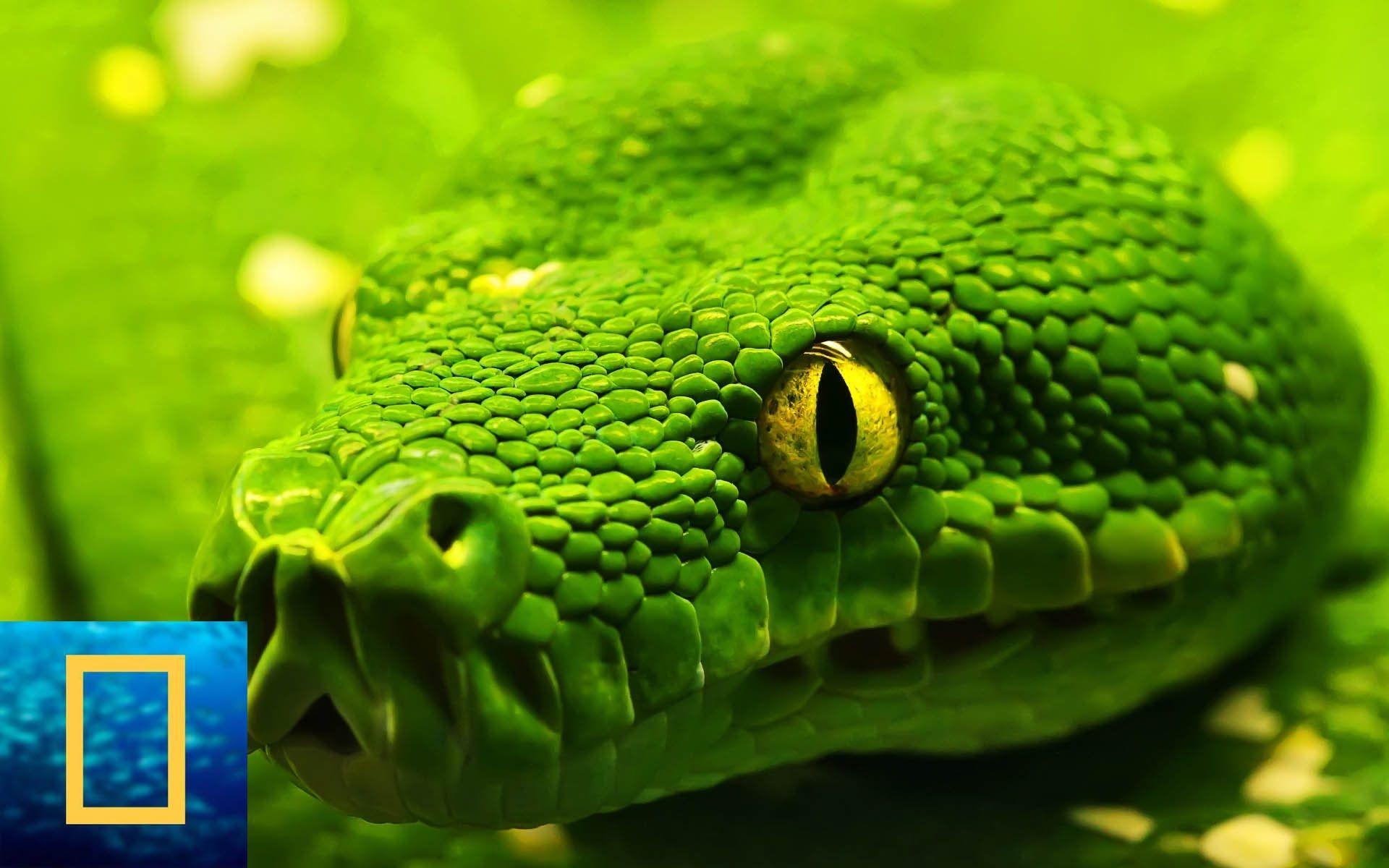 Discovery Channel Animals Wallpapers Wallpaper Cave