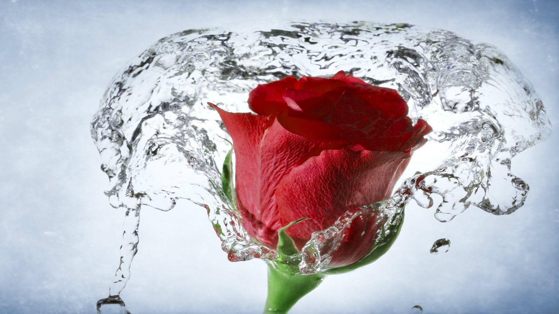 Roses HD Wallpapers Wallpaper Cave