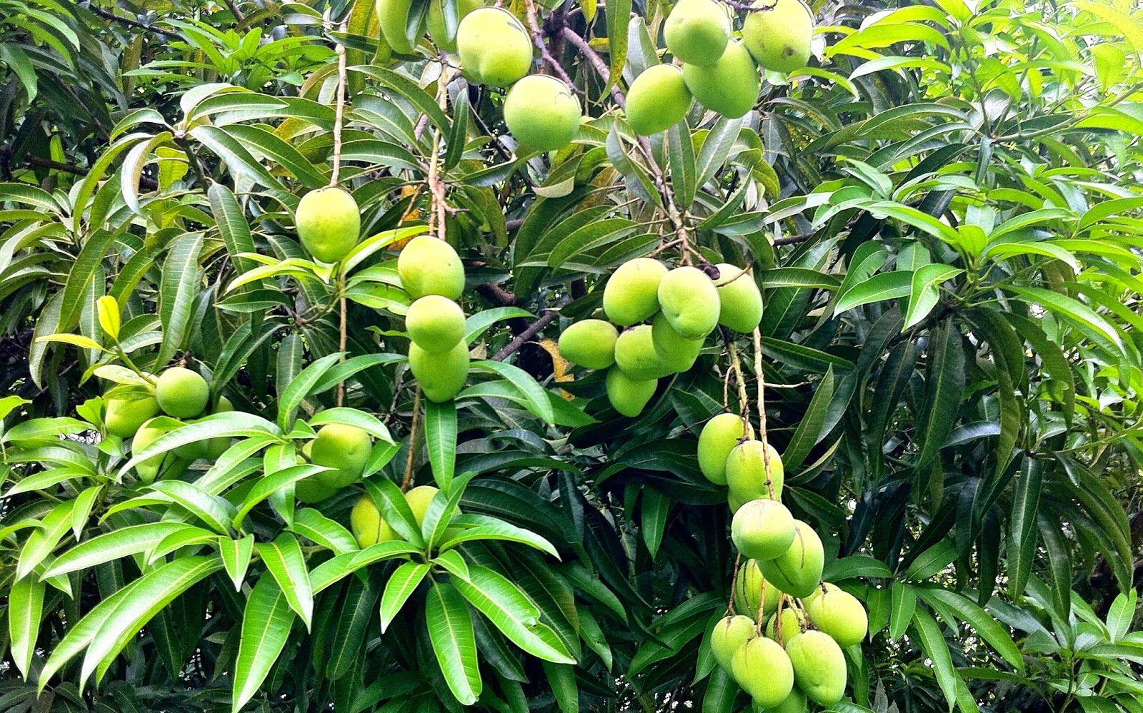 Hapus Mango Tree Wallpaper