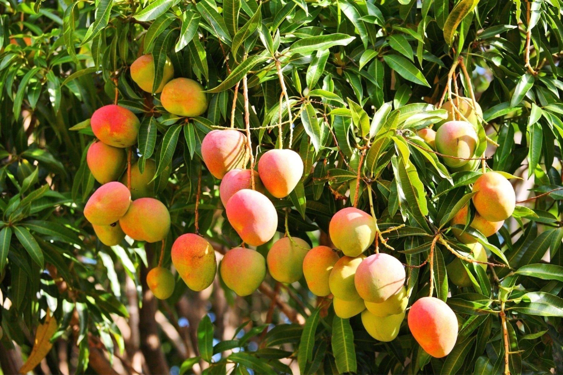 Alfanso Mango Tree Wallpapers Full HD Wallpaper Cave