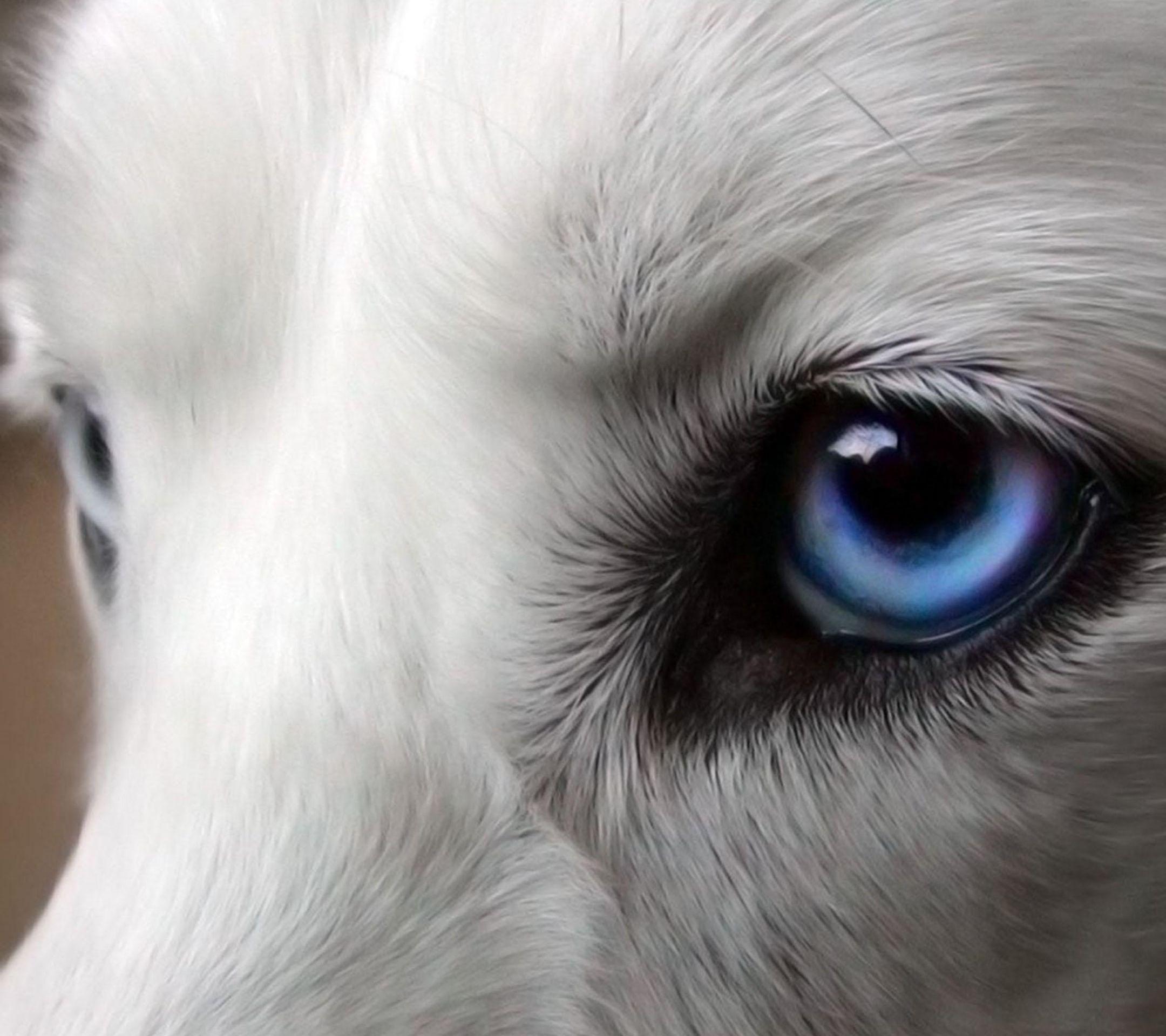 Blue Wolf Eyes Wallpapers HD Wallpaper Cave