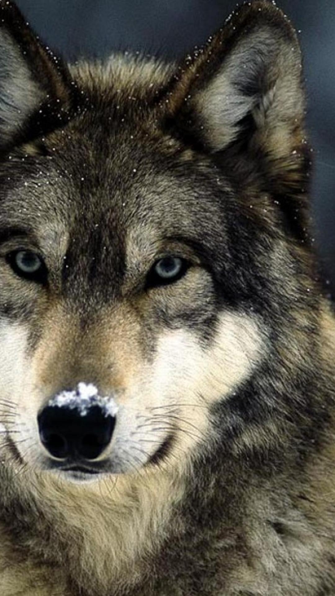 Blue Wolf Eyes Wallpapers HD Wallpaper Cave
