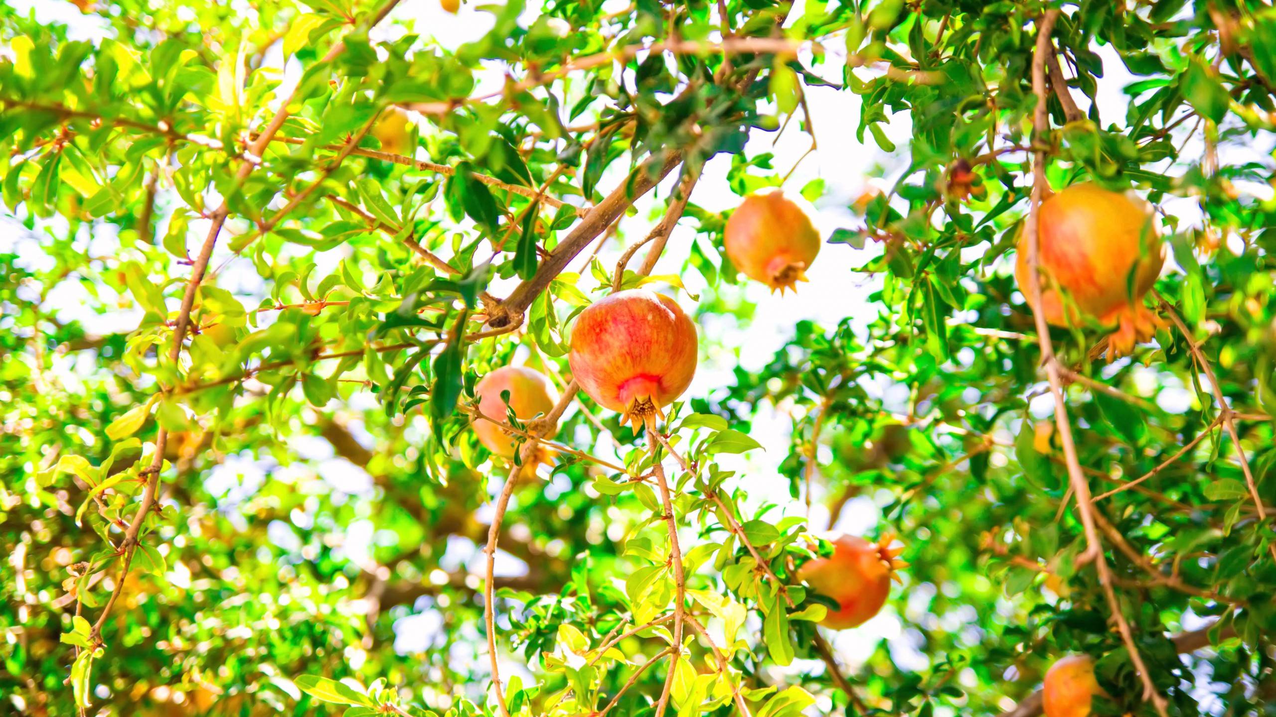 Fruit Trees Wallpapers Wallpaper Cave