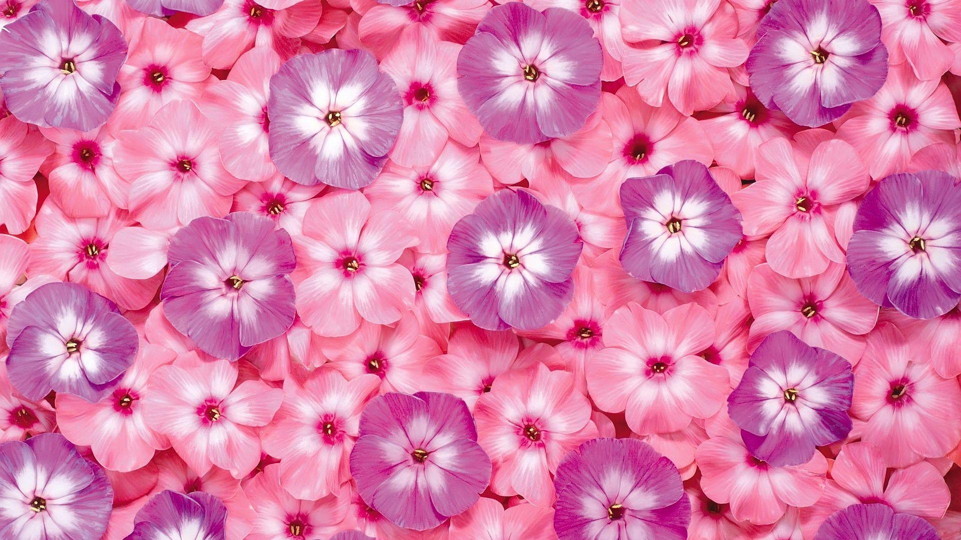 Wallpapers Pink Flower Wallpaper Cave