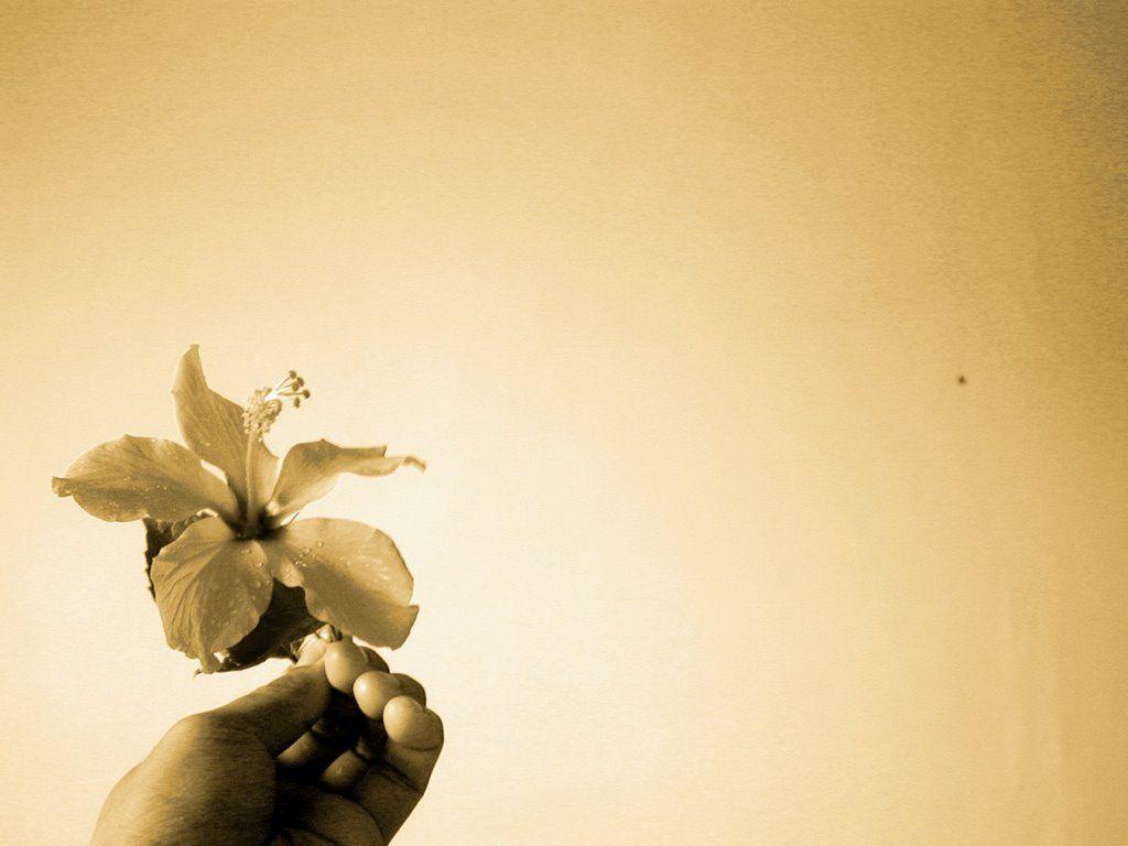 Wallpapers Kosong Wallpaper Cave