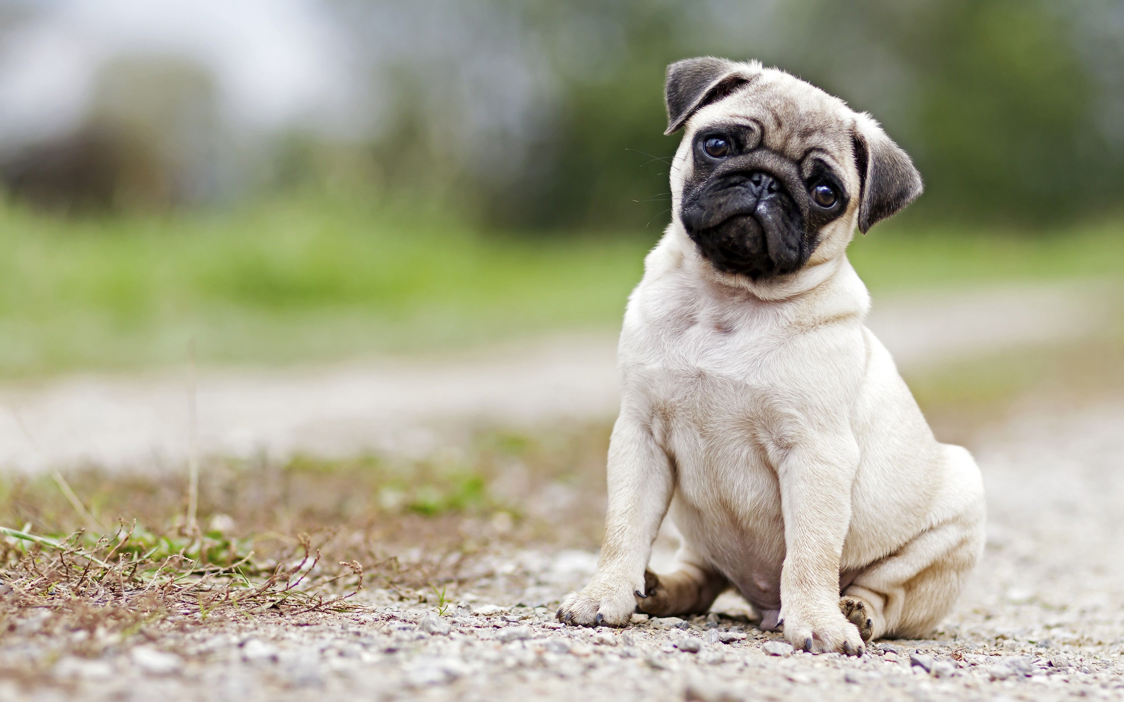Pug Dog 4k Wallpaper PetsWall