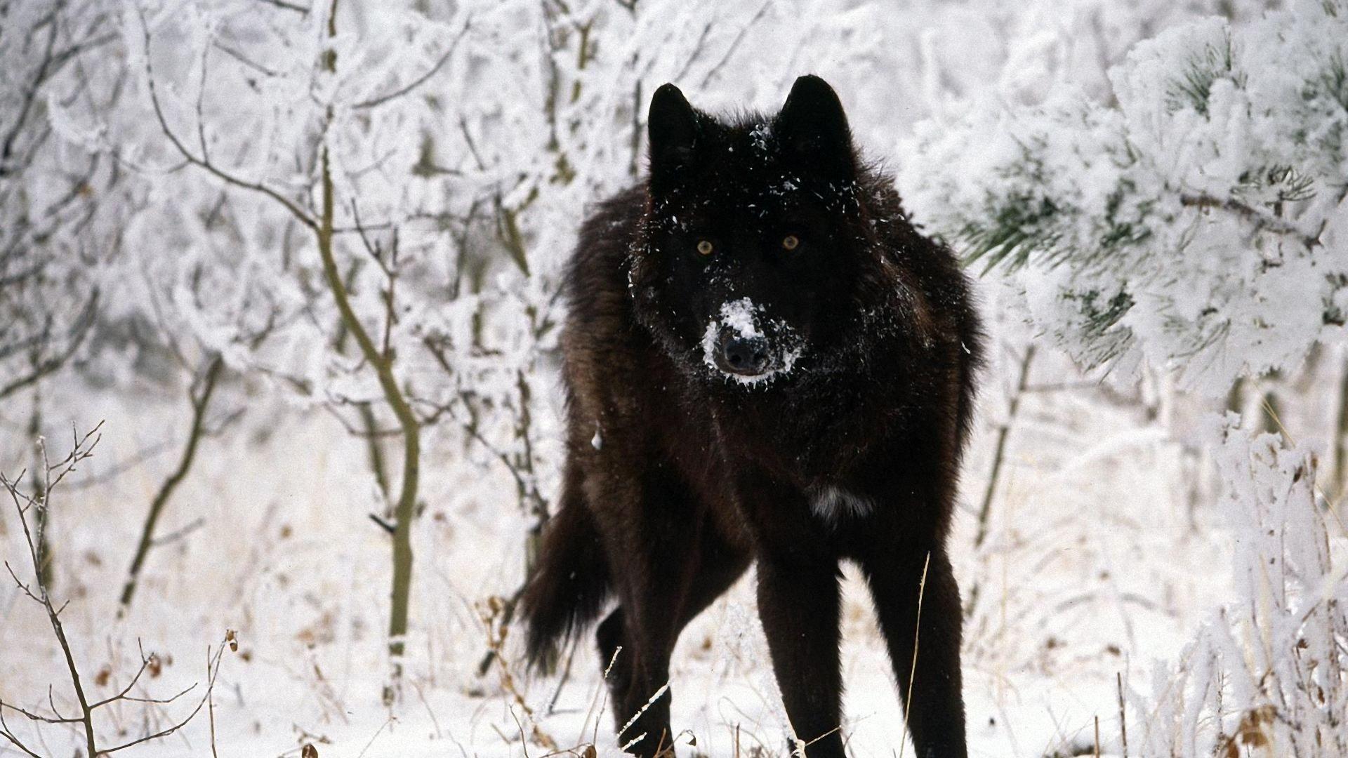 Black Wolf HD Wallpapers Wallpaper Cave