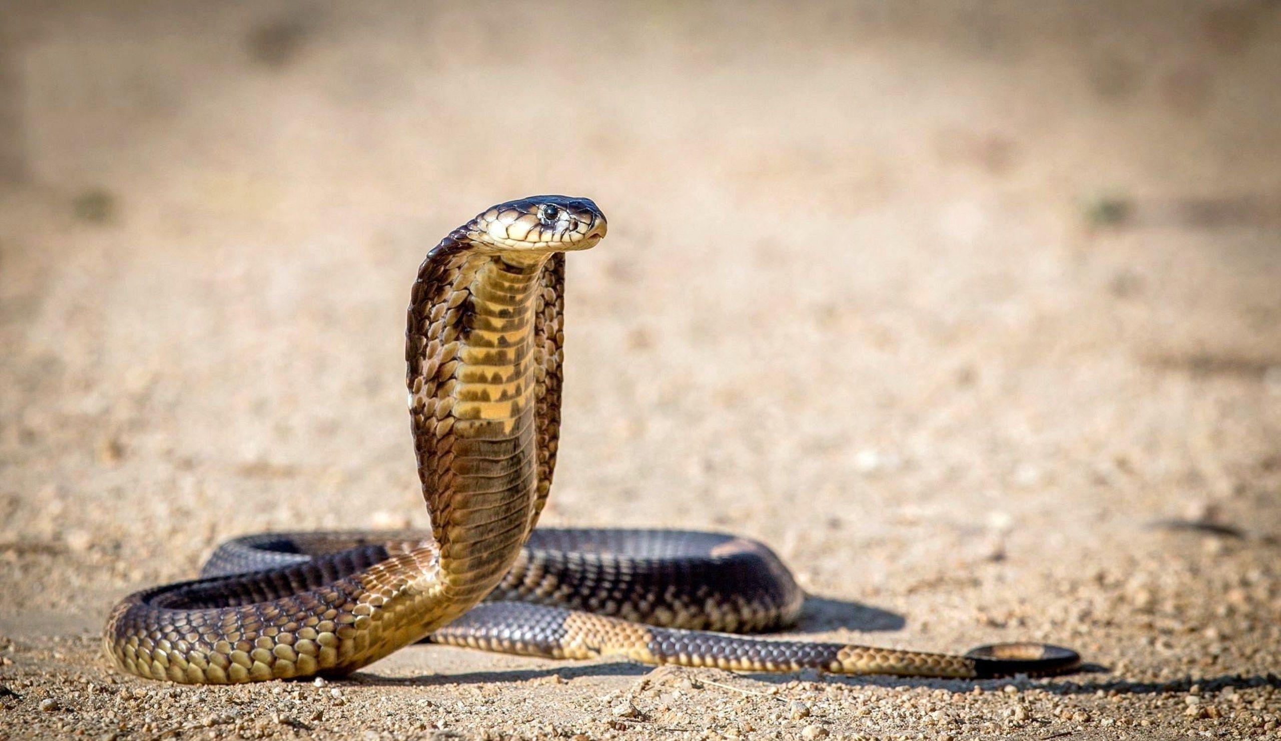 King Cobra Snake Wallpapers HD Wallpaper Cave