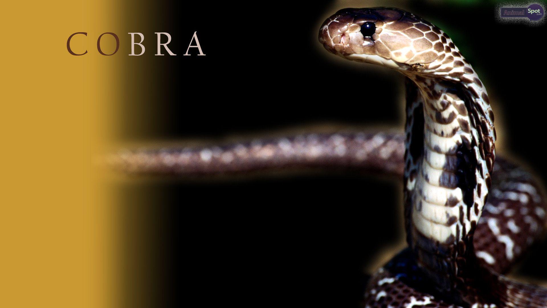 King Cobra Snake Wallpapers HD Wallpaper Cave