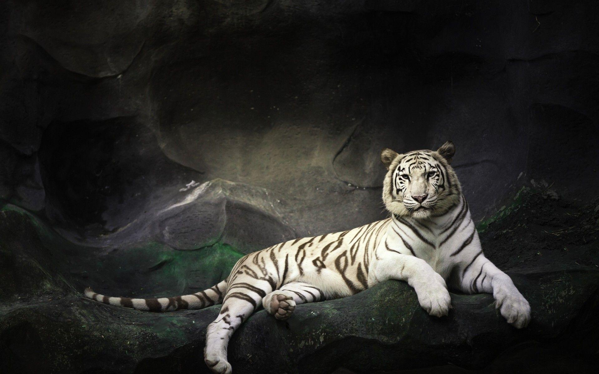 White Tiger Wallpaper 3d