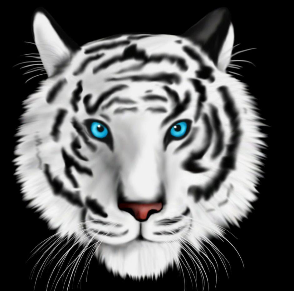 White Tiger With Blue Eyes Wallpapers 3d Wallpaper Cave