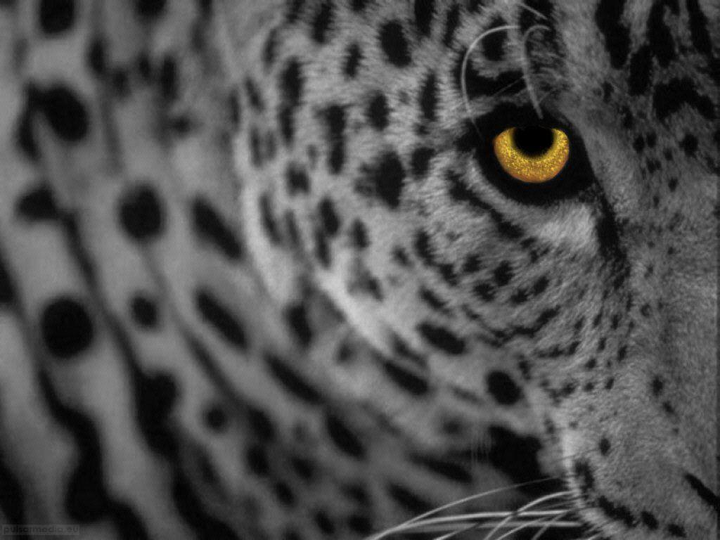 White Cheetah Wallpapers Wallpaper Cave