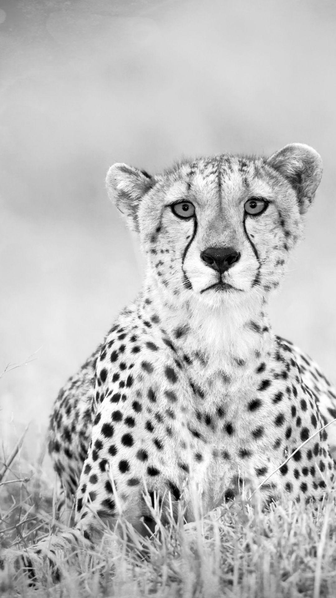 White Cheetah Wallpapers Wallpaper Cave