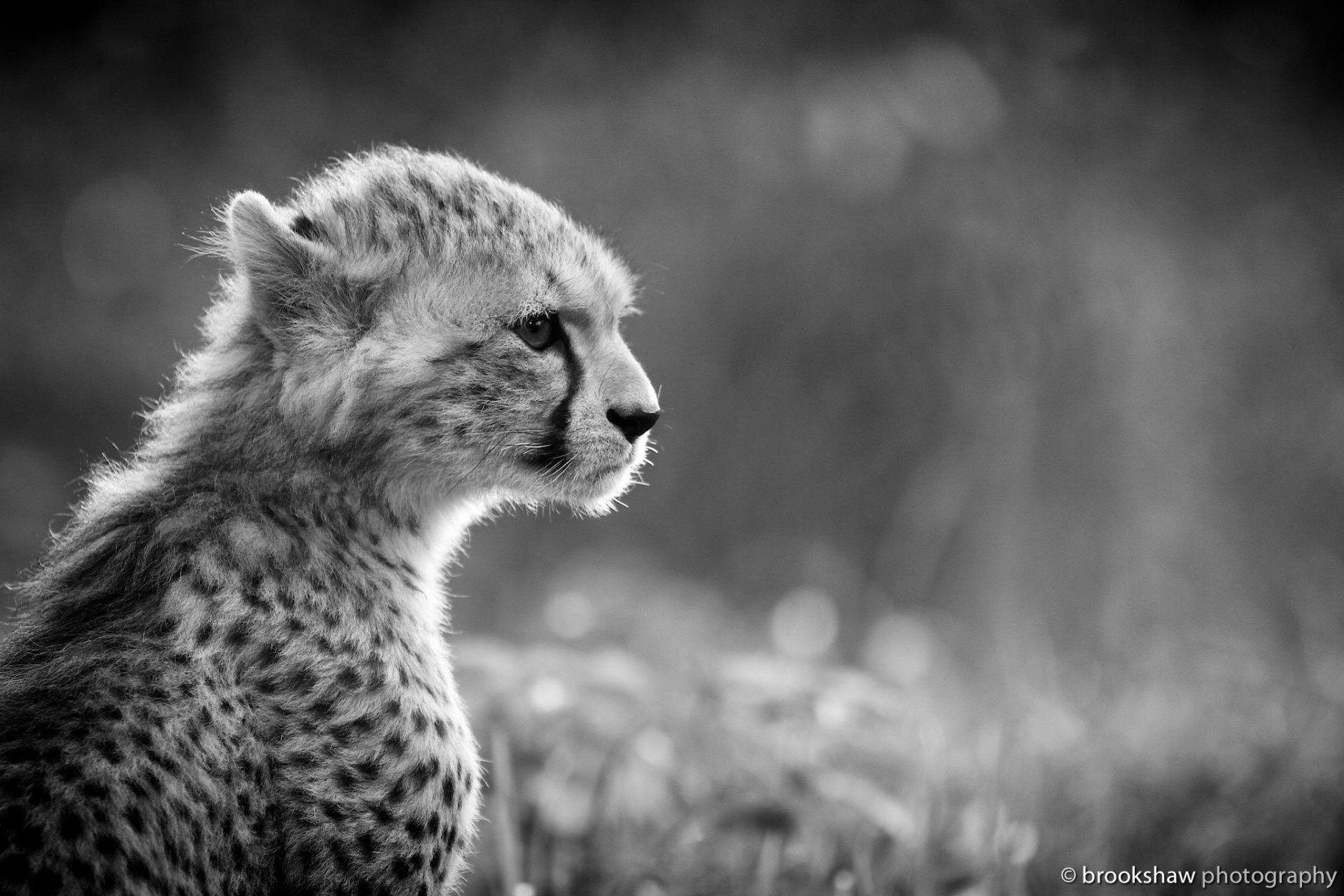 White Cheetah Wallpapers Wallpaper Cave