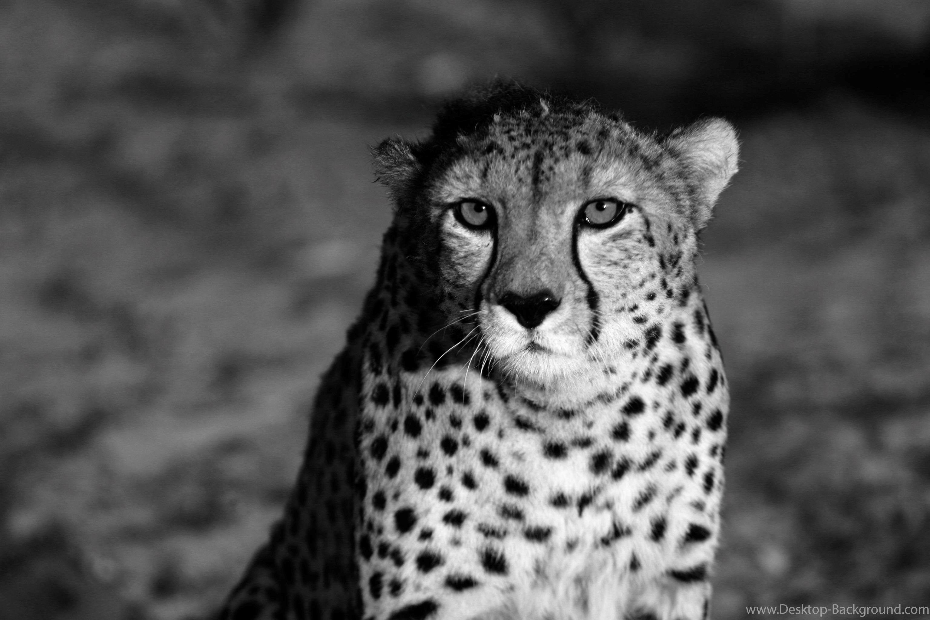 White Cheetah Wallpapers Wallpaper Cave