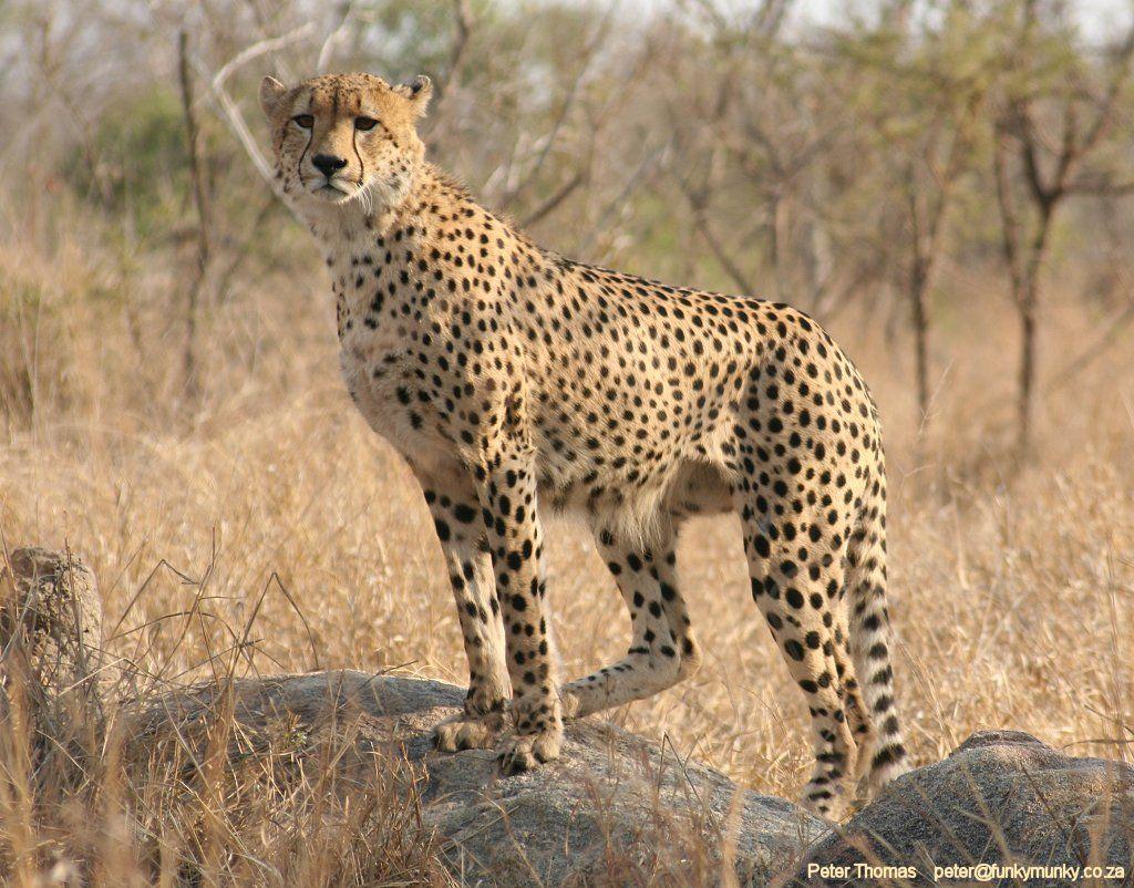 White Cheetah Wallpapers Wallpaper Cave