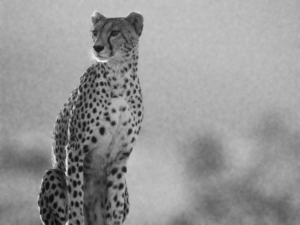 White Cheetah Wallpapers Wallpaper Cave