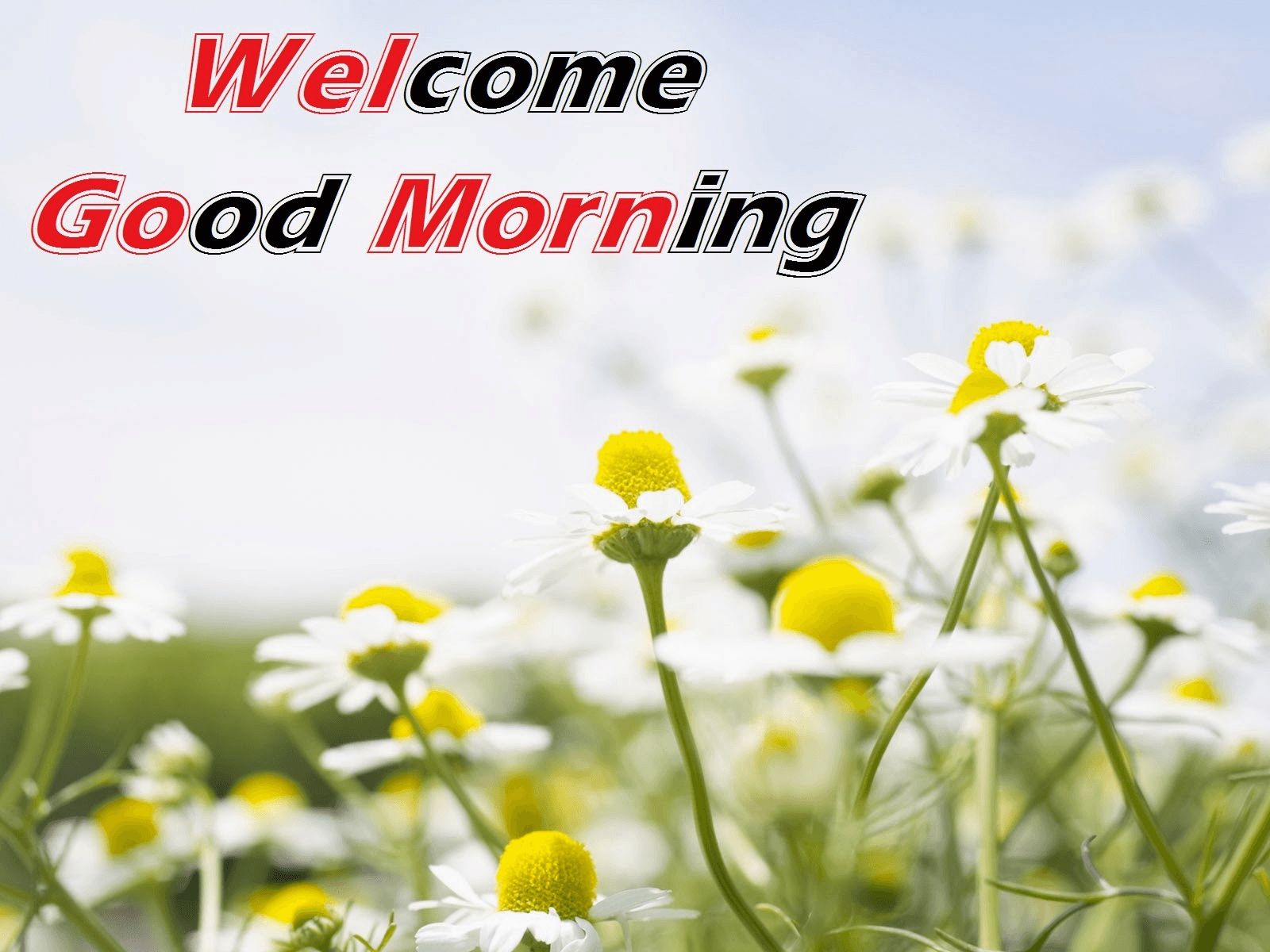 Good Morning Friends Wallpapers For Facebook Wallpaper Cave