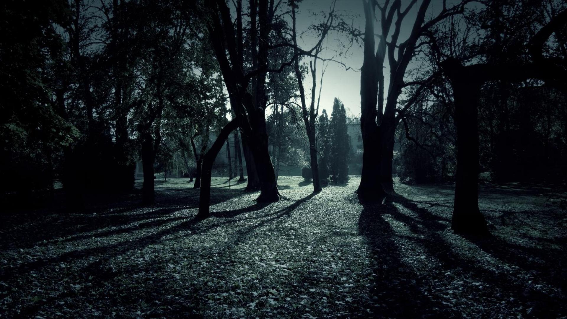 Dark Forest HD Wallpapers Wallpaper Cave