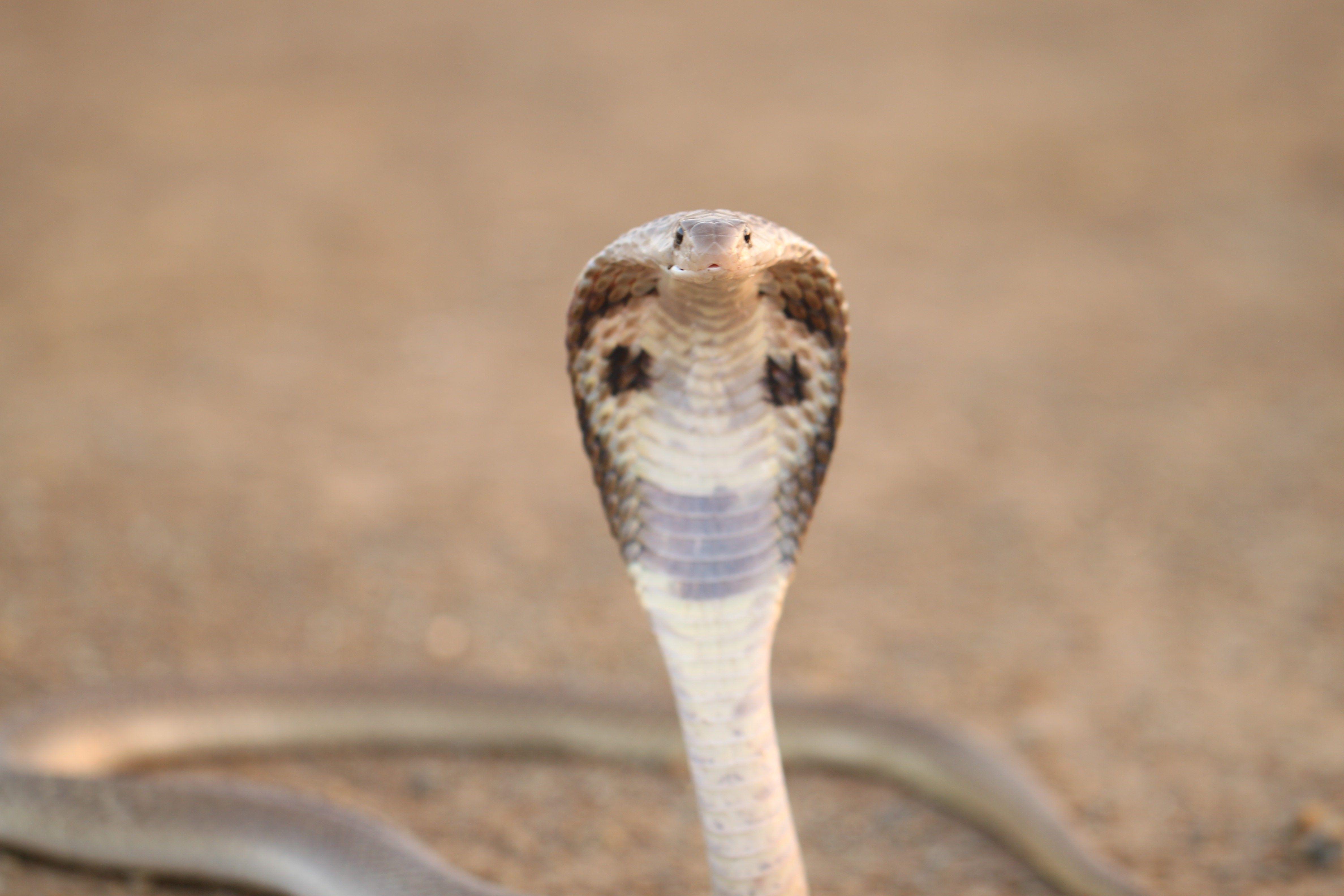 Cobra Skänk Indian King Cobra Snake Wallpapers Wallpaper Cave