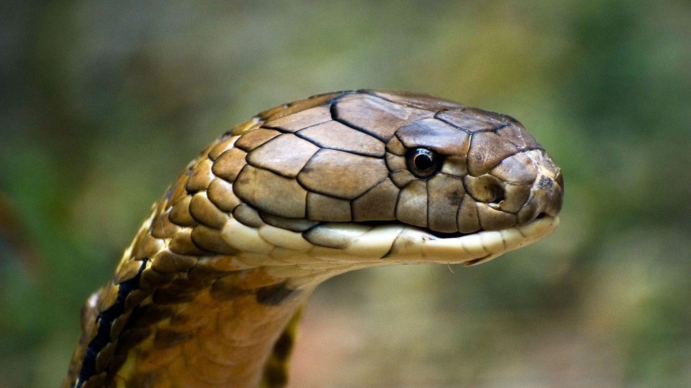 Black King Cobra Snake Wallpapers Wallpaper Cave