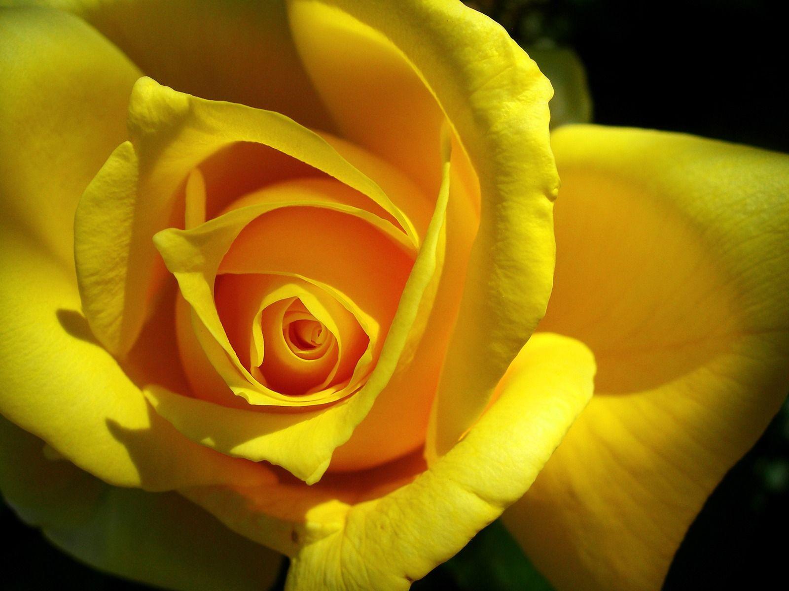 Single Yellow Rose Wallpapers Wallpaper Cave