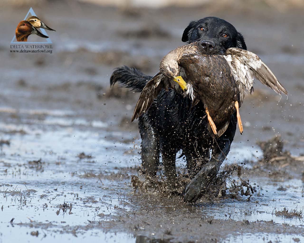 Drake Waterfowl Wallpapers Wallpaper Cave