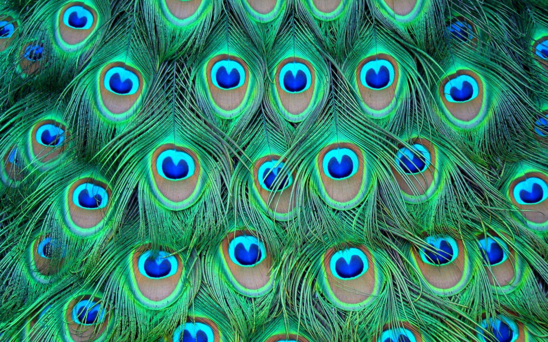 Peacock Feather HD Wallpapers Wallpaper Cave