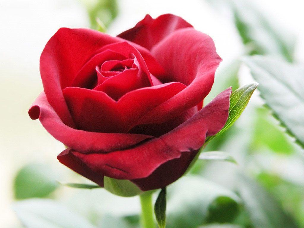 Roja Flower Wallpapers Wallpaper Cave