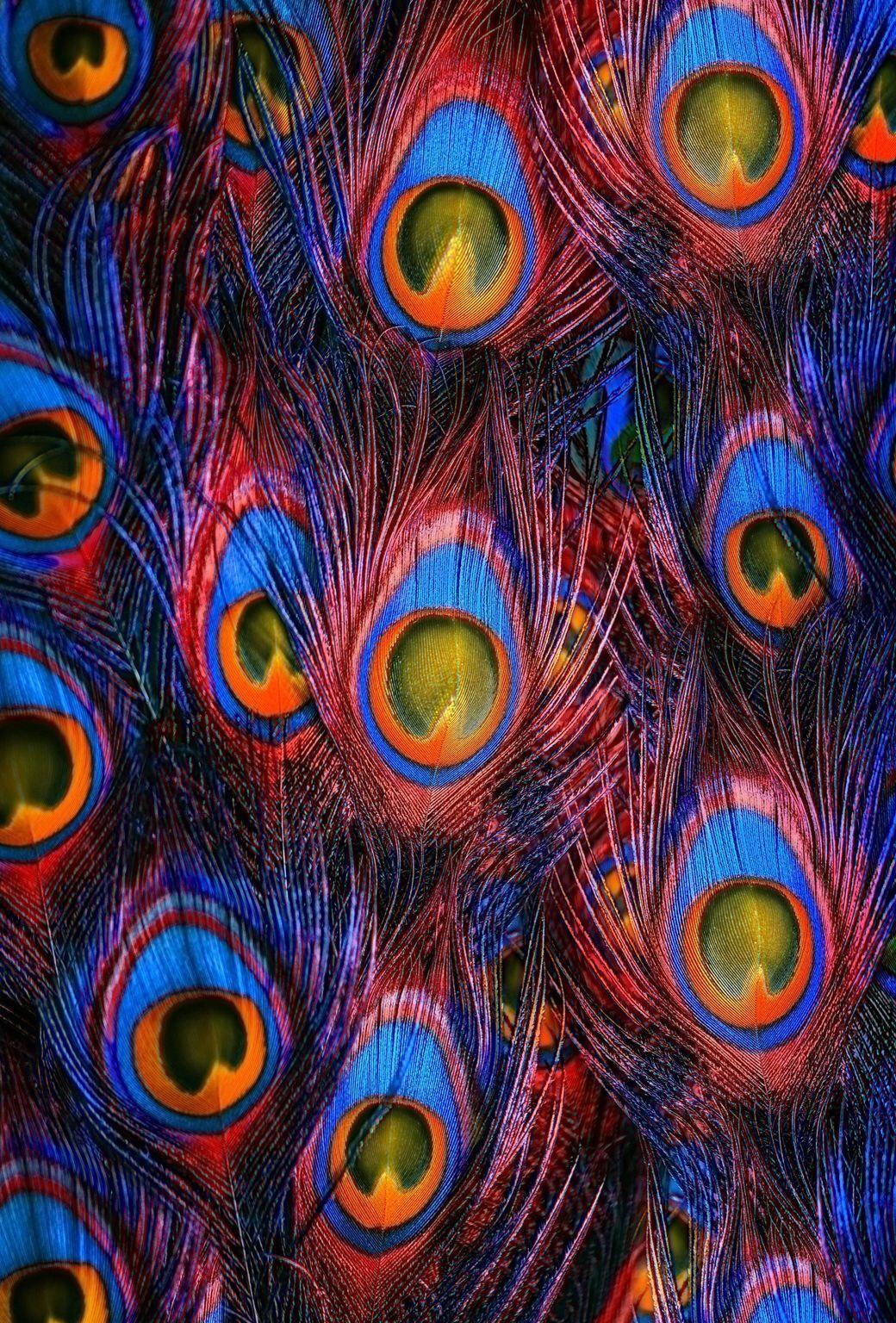 Peacock Feather Wallpaper For Mobile Wallpaper Peacock Feather