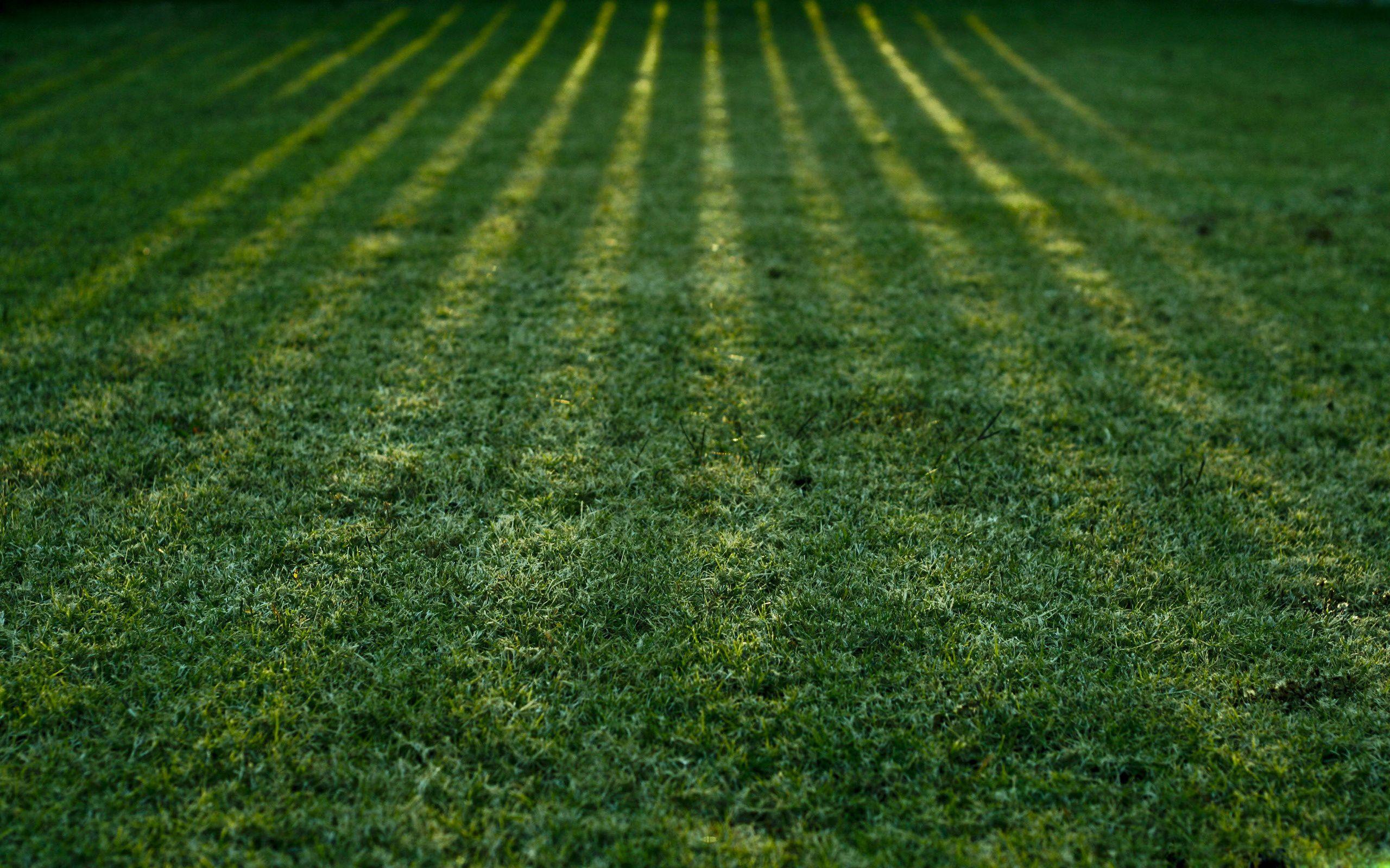 Grass Wallpapers Wallpaper Cave