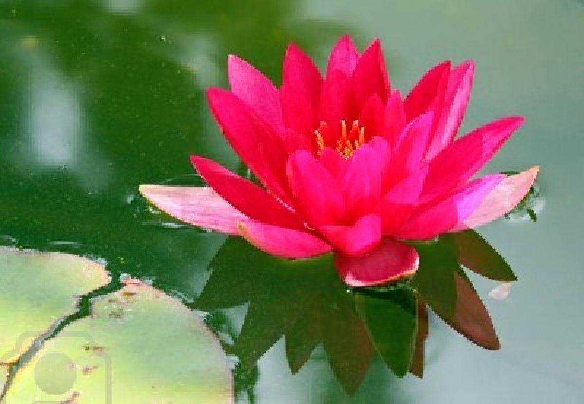 Red Lotus Flower Wallpapers Wallpaper Cave