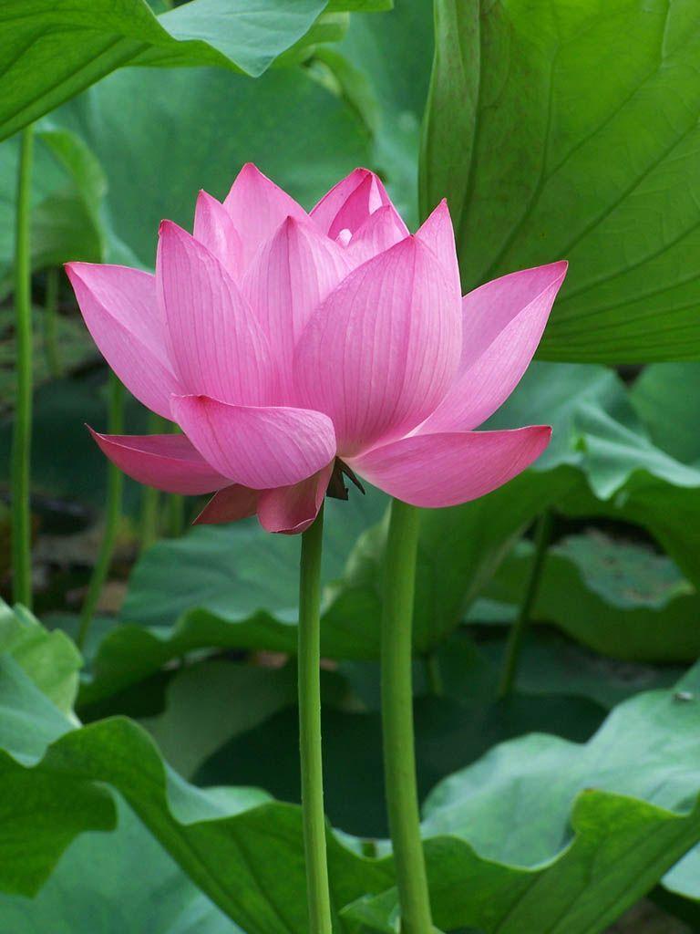 Red Lotus Flower Wallpapers Wallpaper Cave