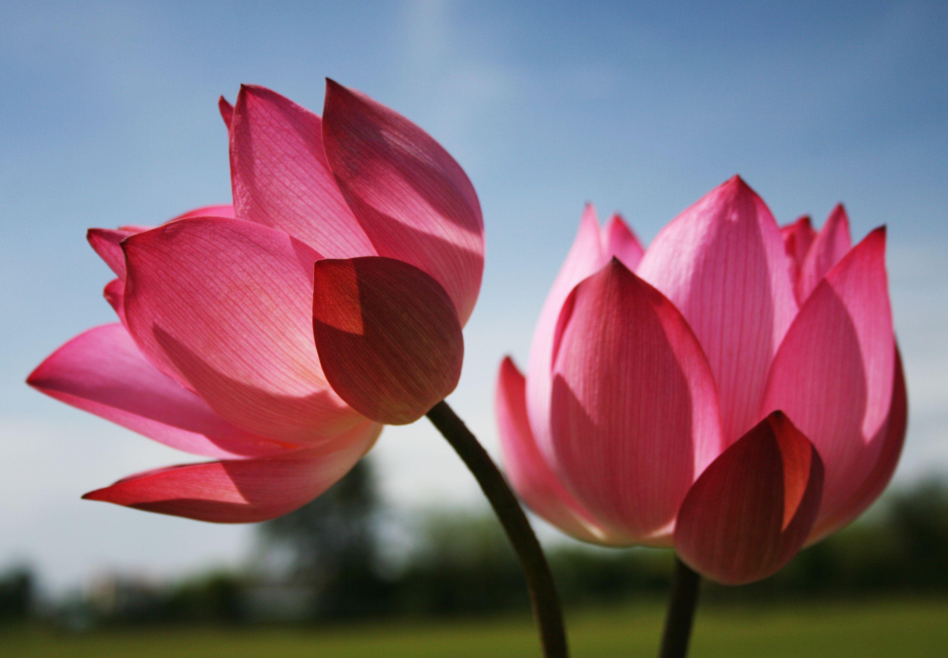 Red Lotus Flower Wallpapers Wallpaper Cave
