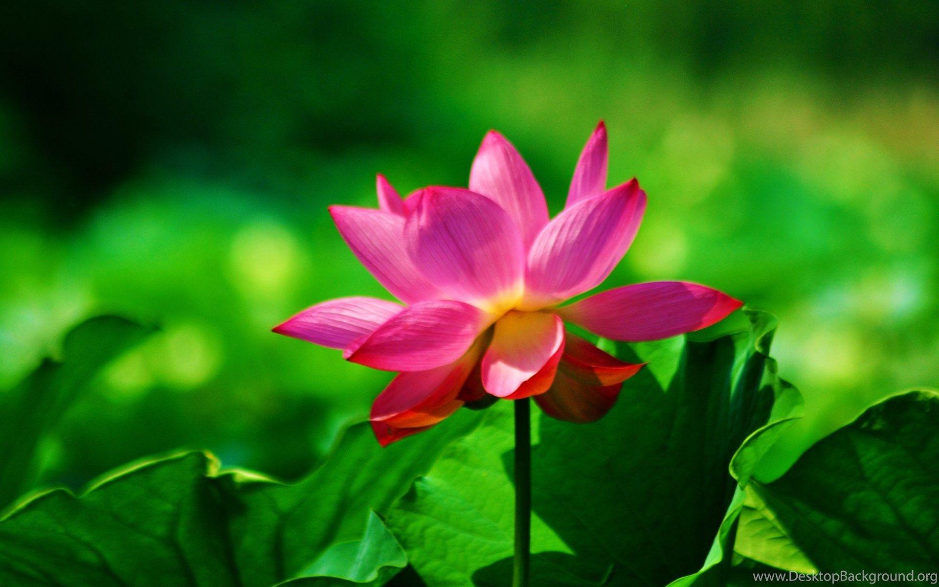 Red Lotus Flower Wallpapers Wallpaper Cave
