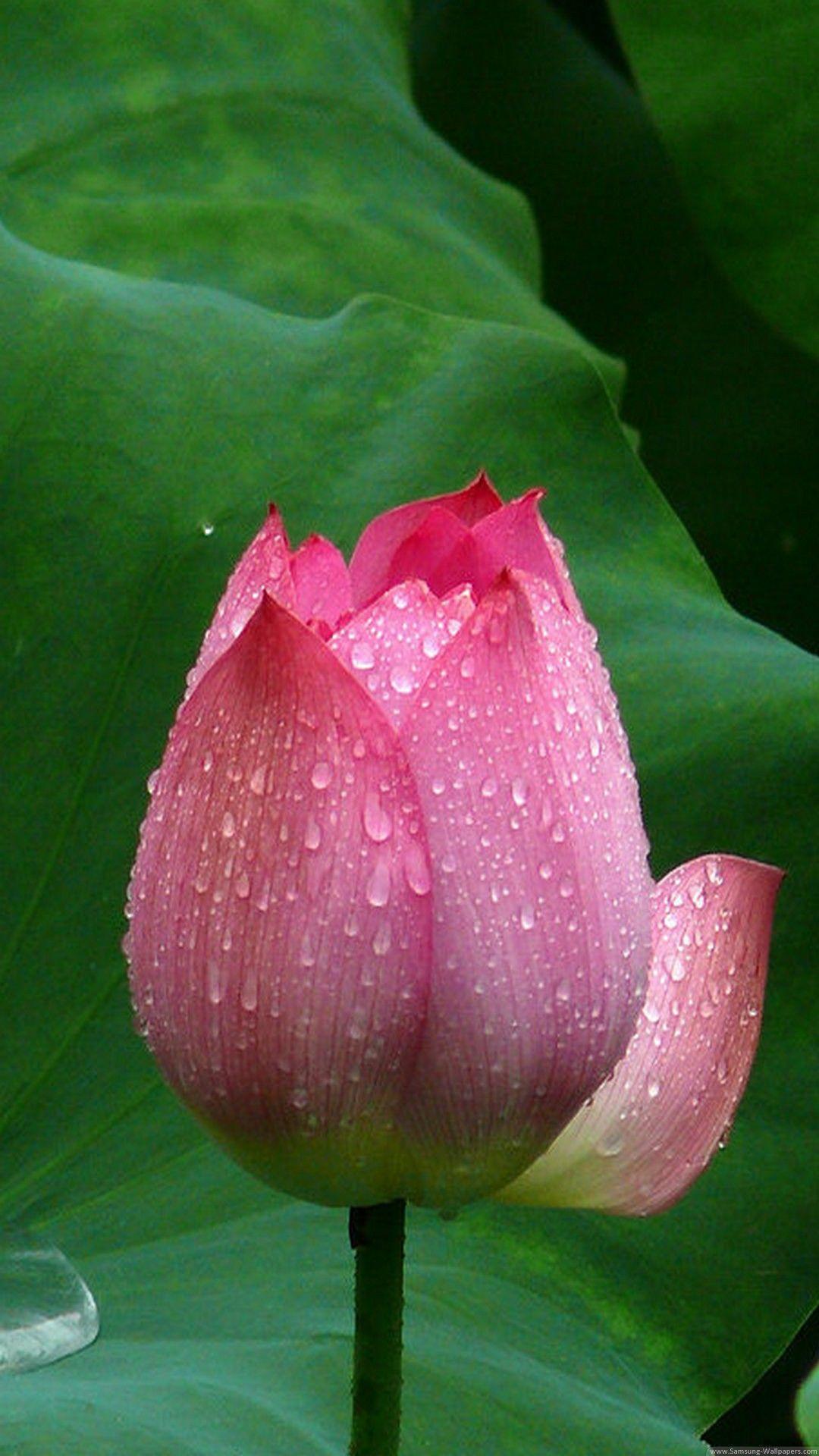 Red Lotus Flower Wallpapers Wallpaper Cave